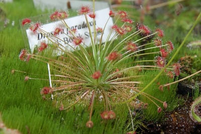 Drosera paradoxa