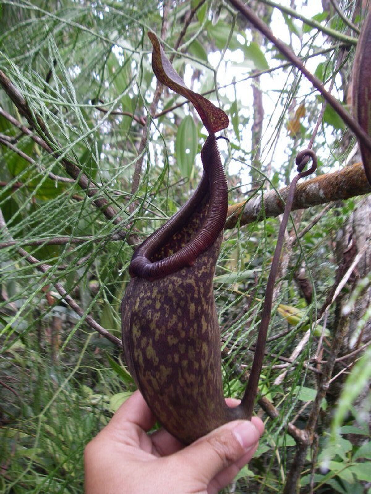 A typical upper pitcher with a hand for size comparison