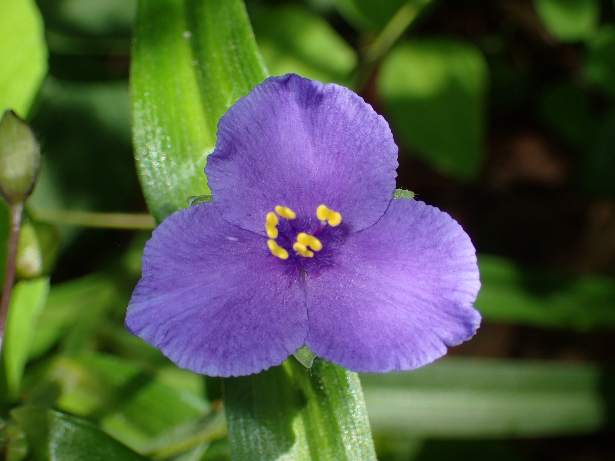 Rhoeo — iNaturalist