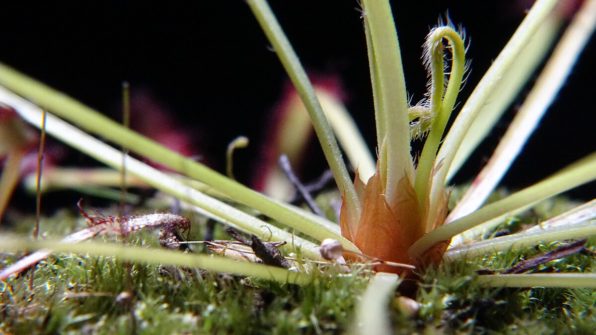 Drosera capensis