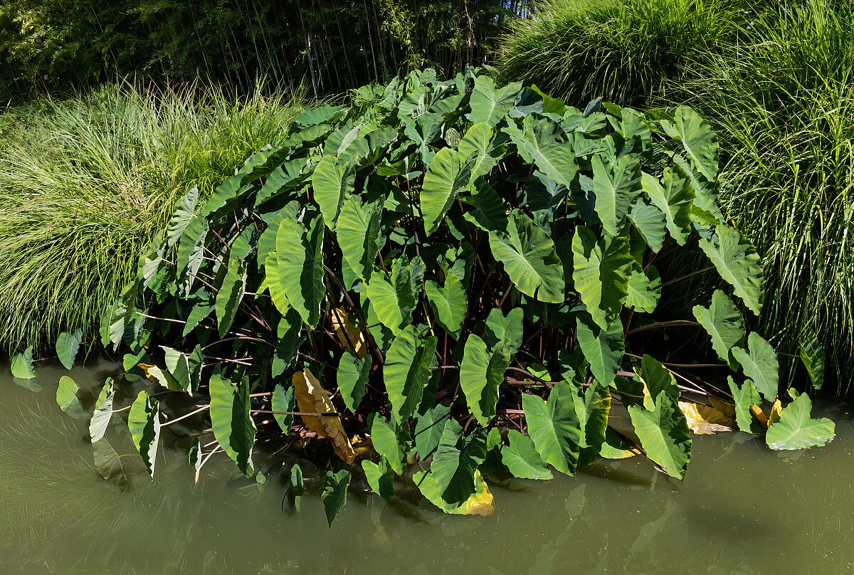 Colocasia esculenta
