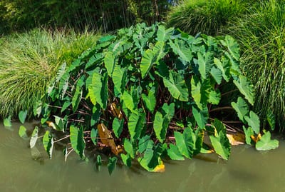 Colocasia esculenta