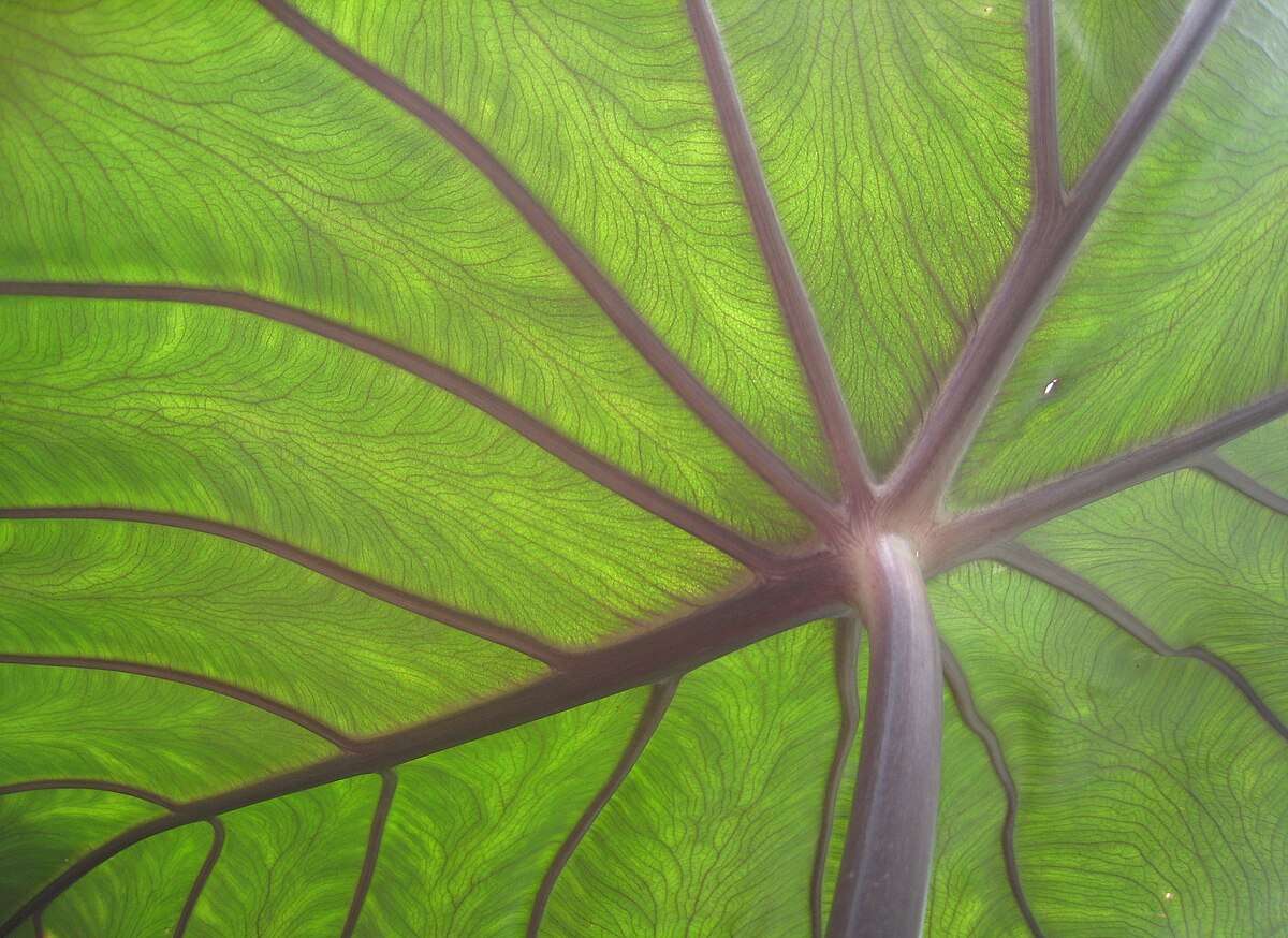 Colocasia esculenta