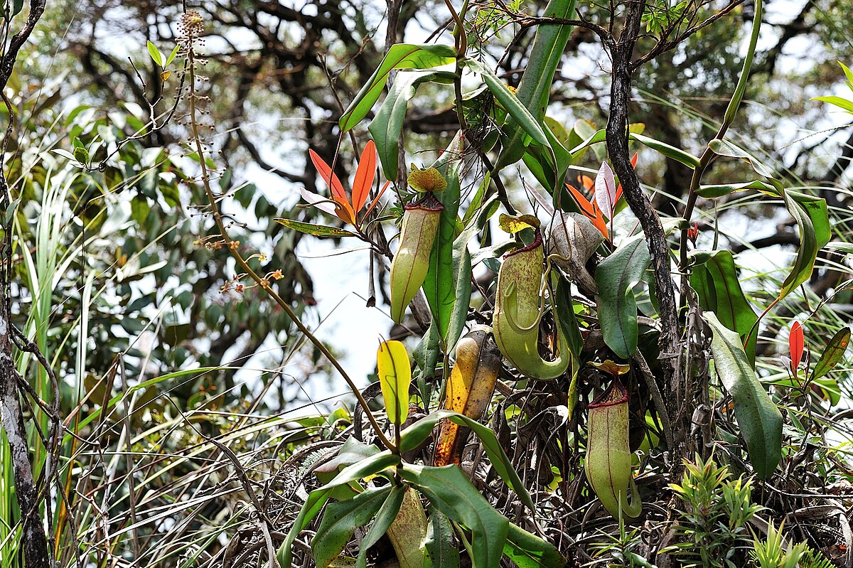 Nepenthes malayensis