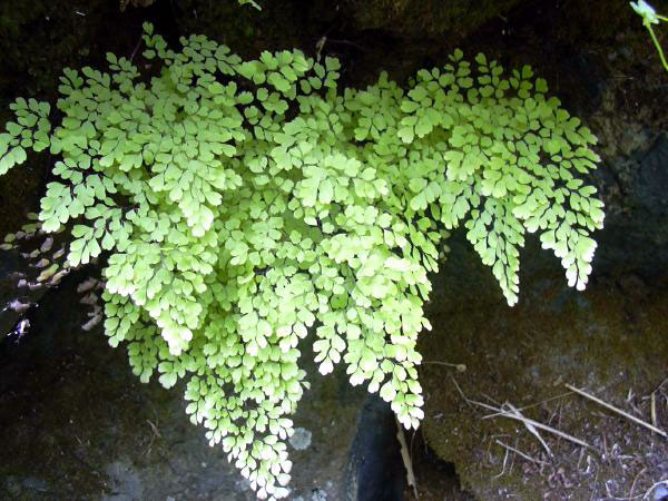 Adiantum fragrans