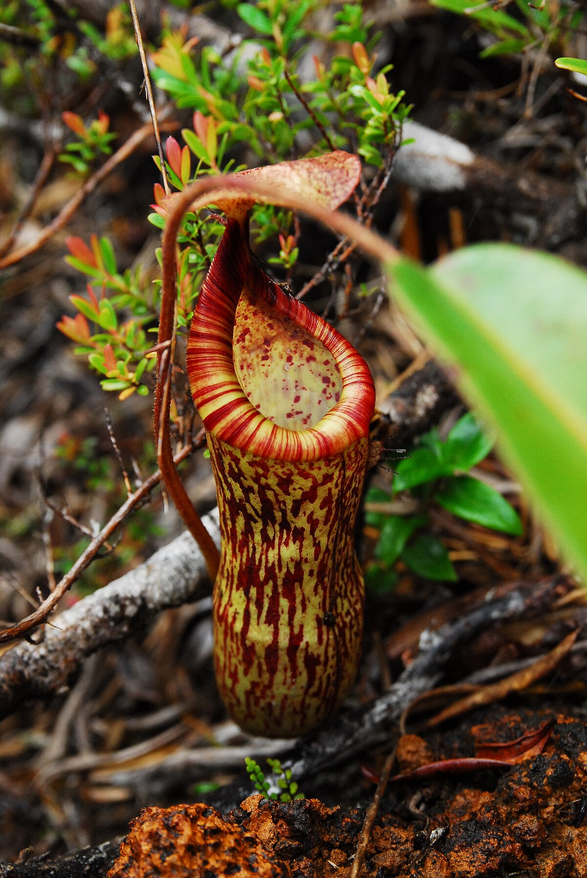 Nepenthes justinae