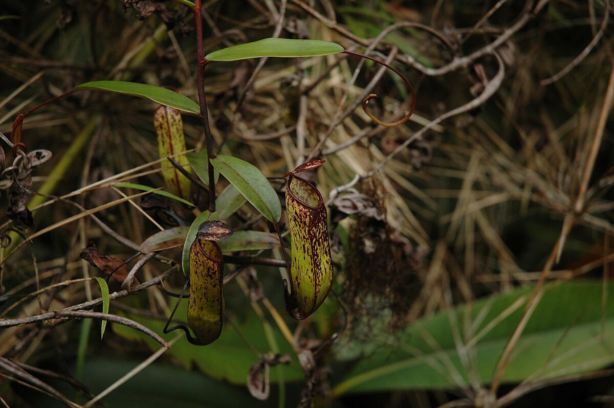 Nepenthes muluensis