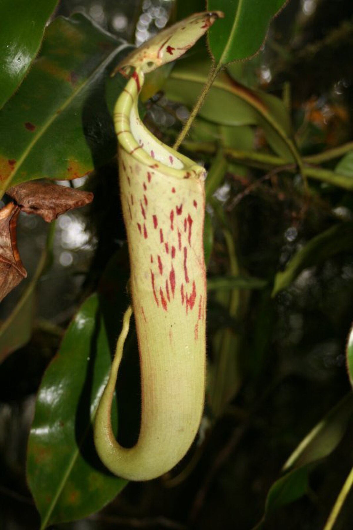 Nepenthes Burbidgeae