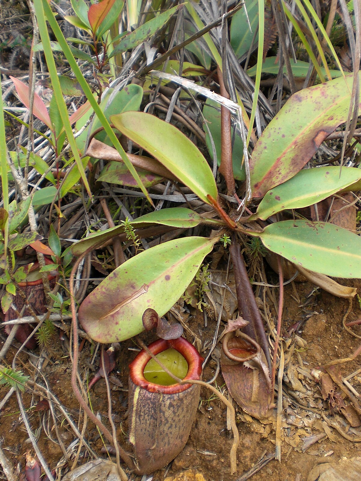 Nepenthes Peltata