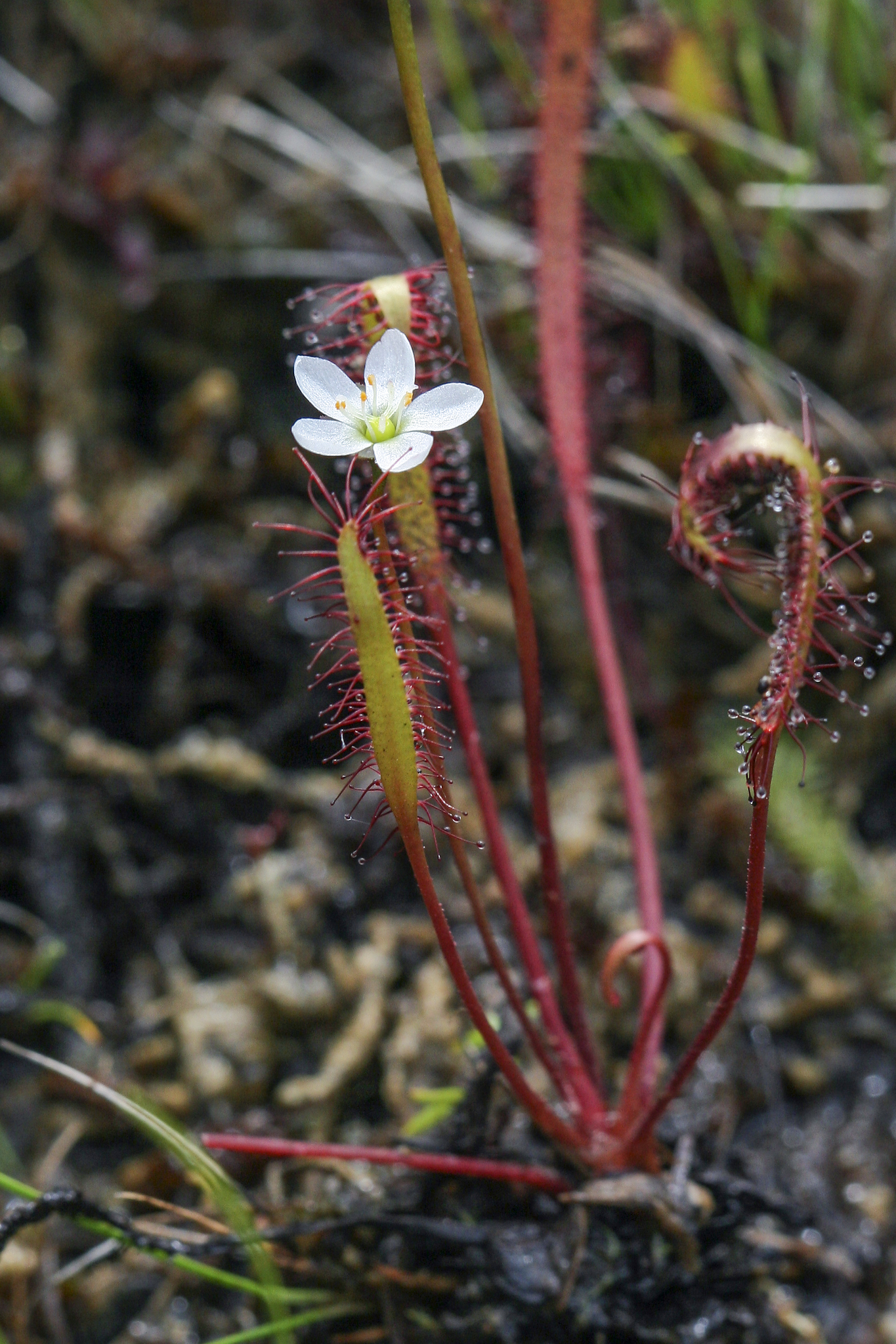 Drosera — iNaturalist