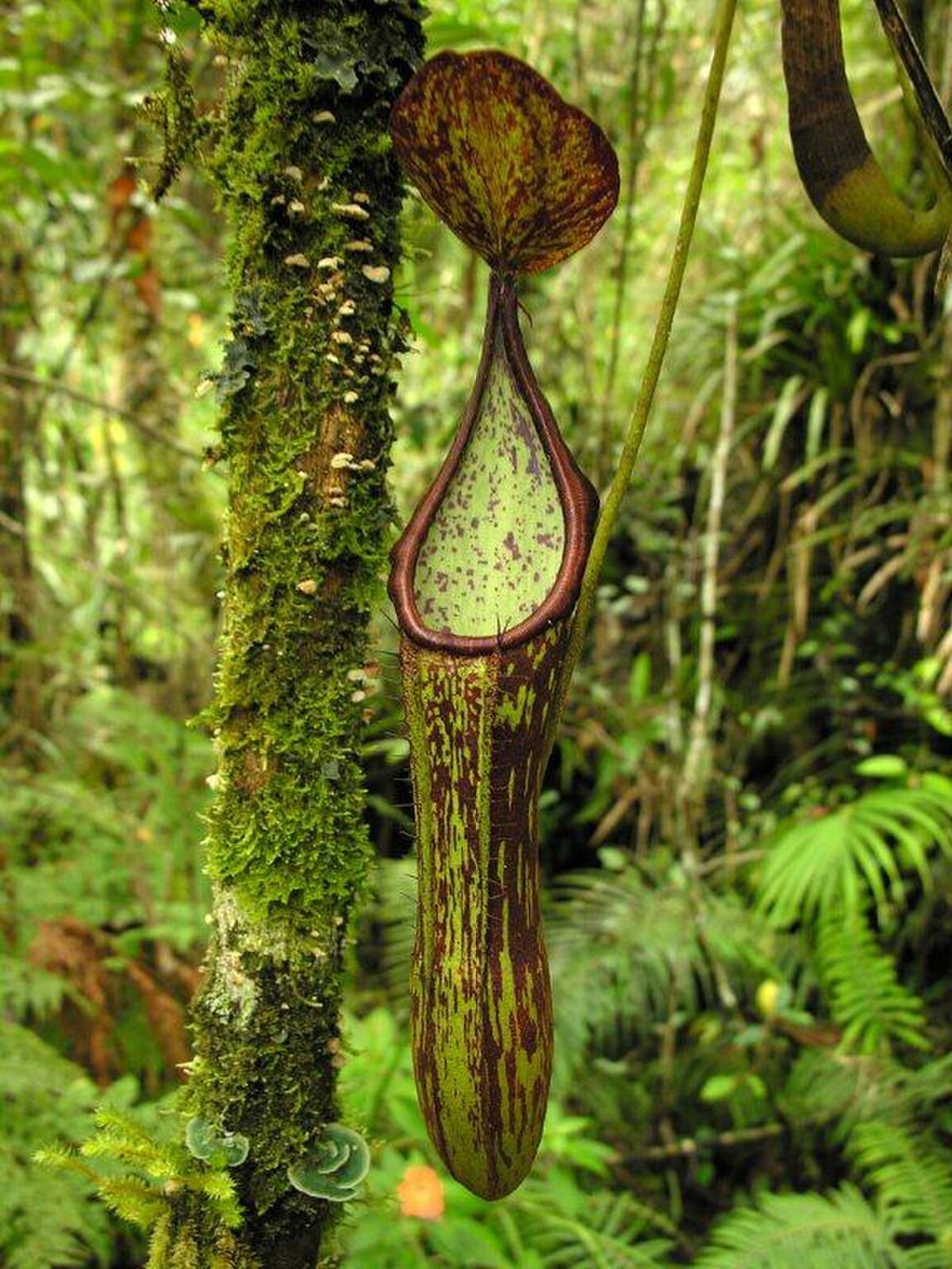Nepenthes Copelandii