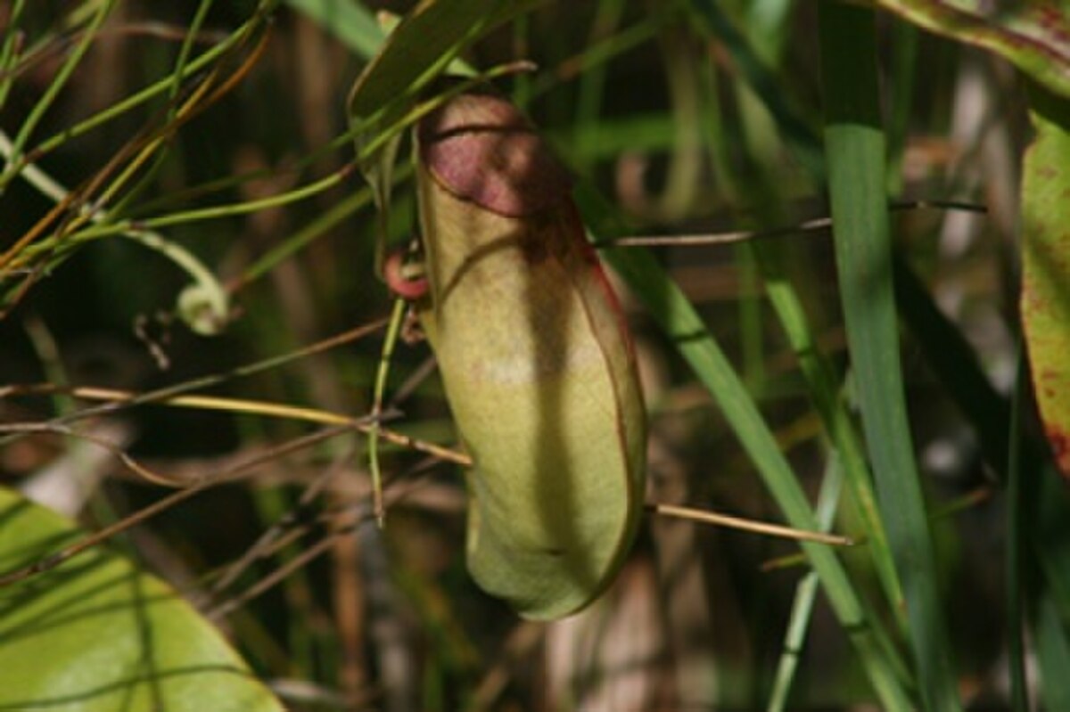 Nepenthes lavicola