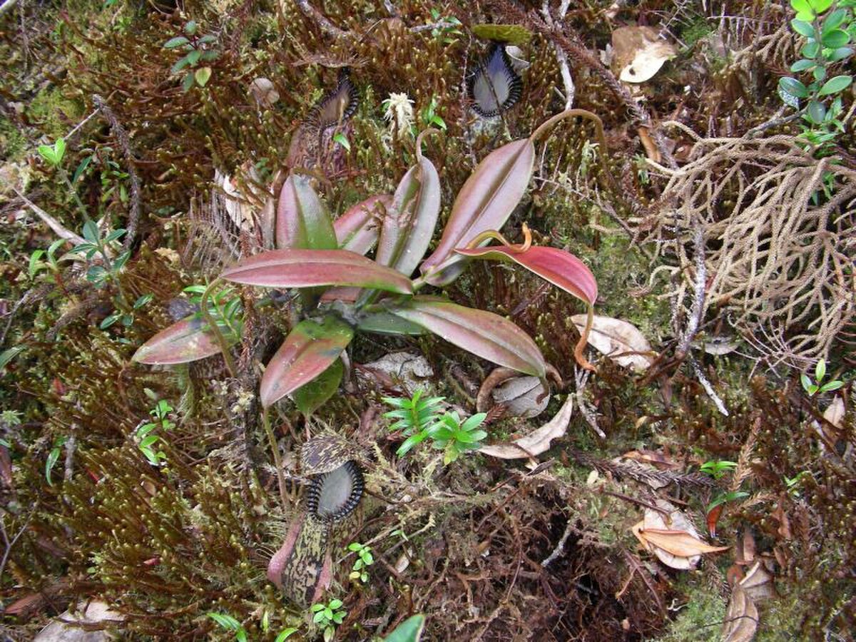 Nepenthes Hamata