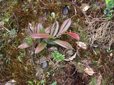 Nepenthes hamata