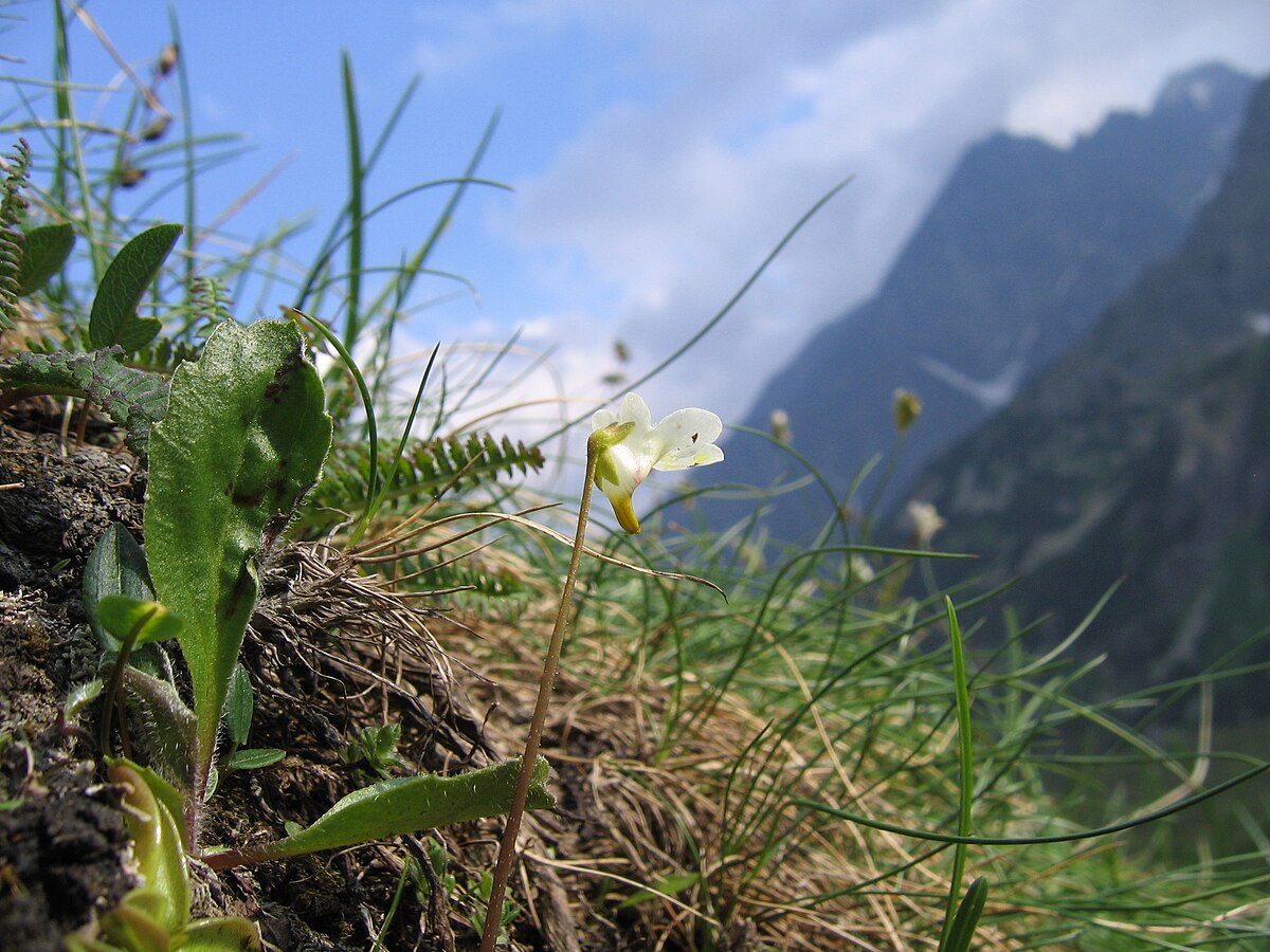 Pinguicula alpina
