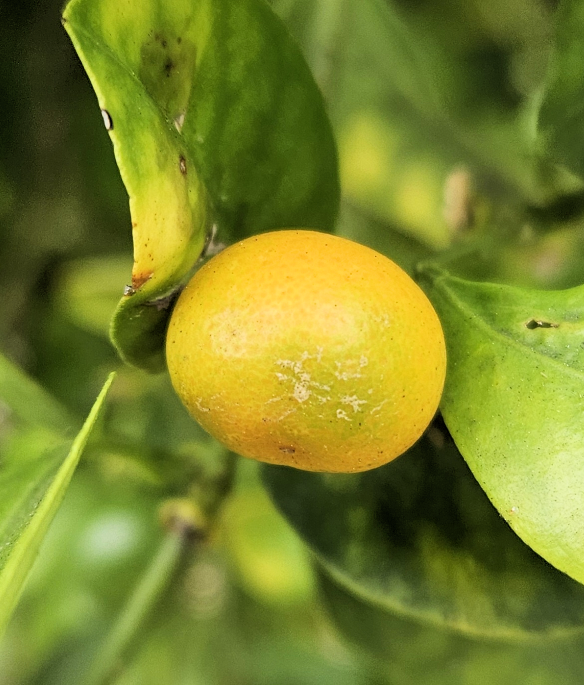 Citrus microcarpa
