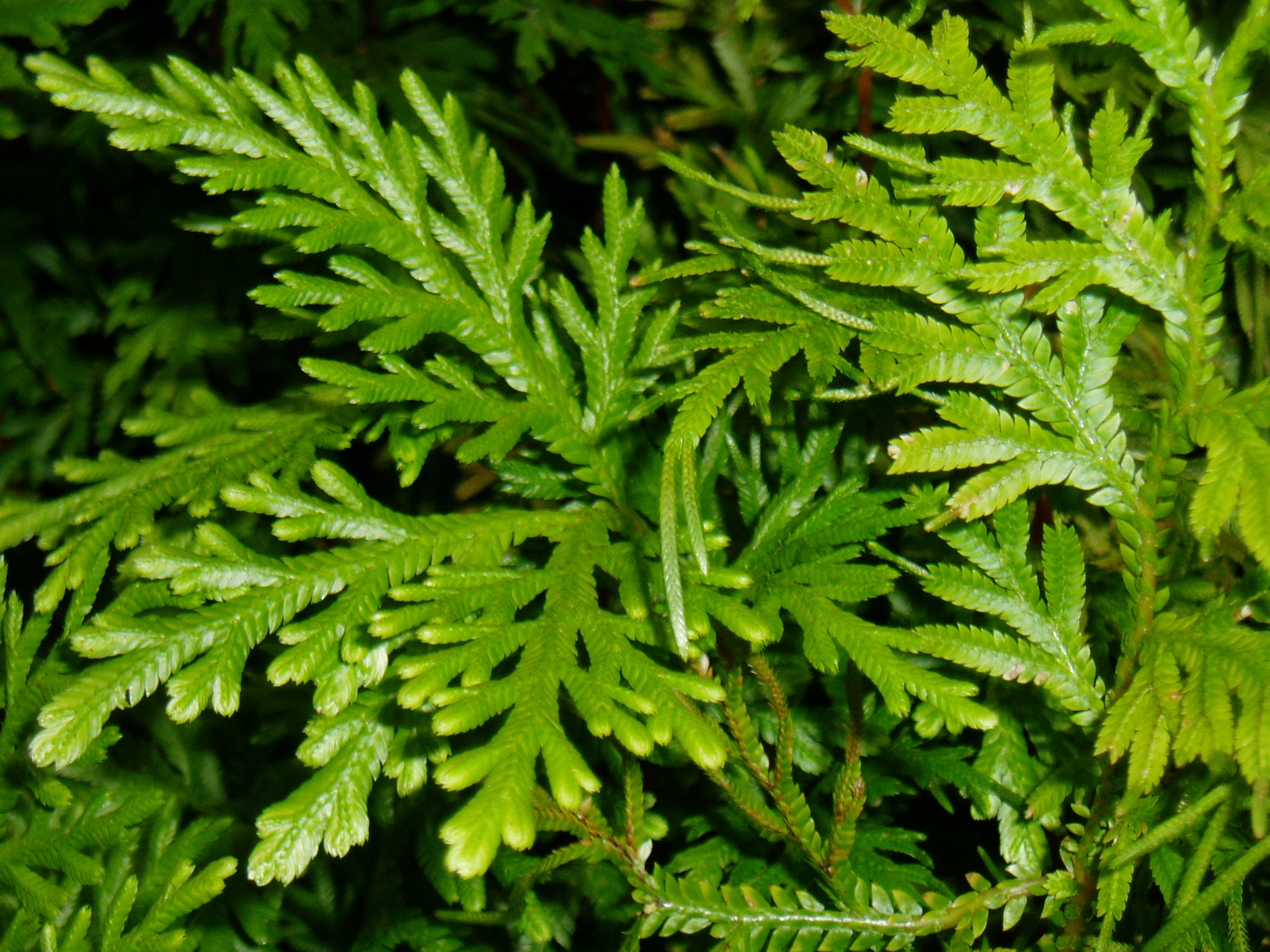 Selaginella