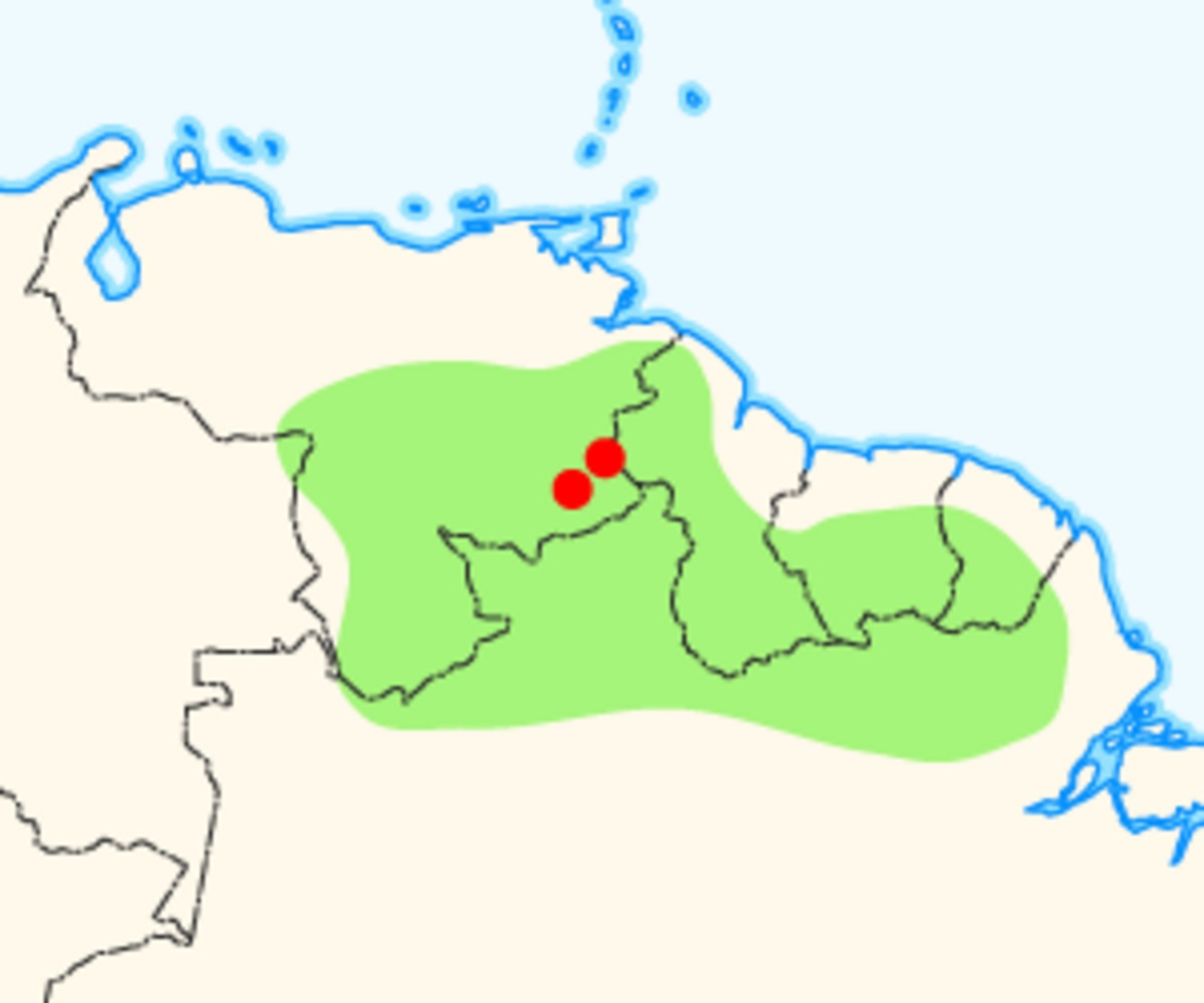 Heliamphora heterodoxa