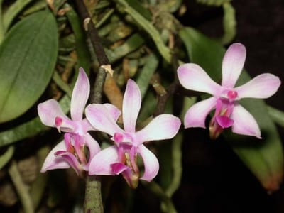 Phalaenopsis