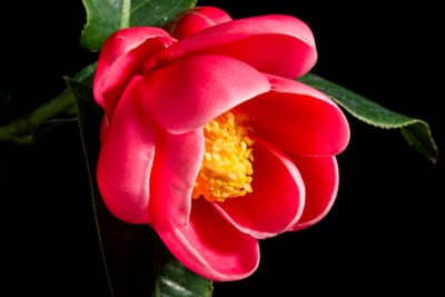 Camellia