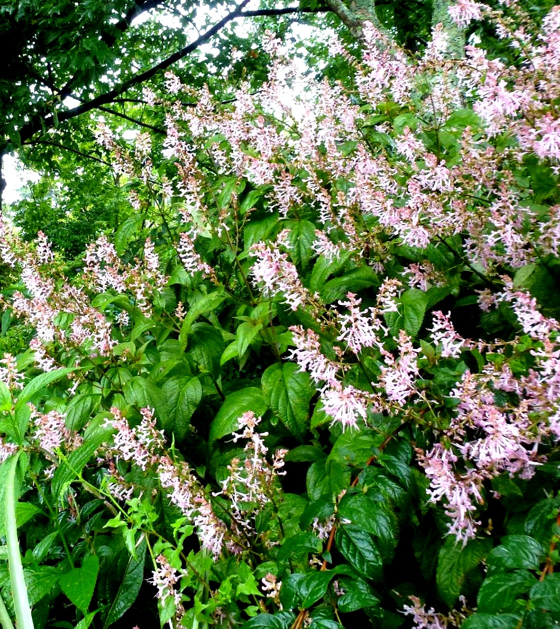 Plectranthus tomentosa