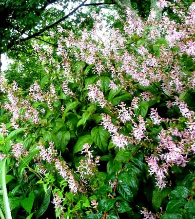 Plectranthus tomentosa