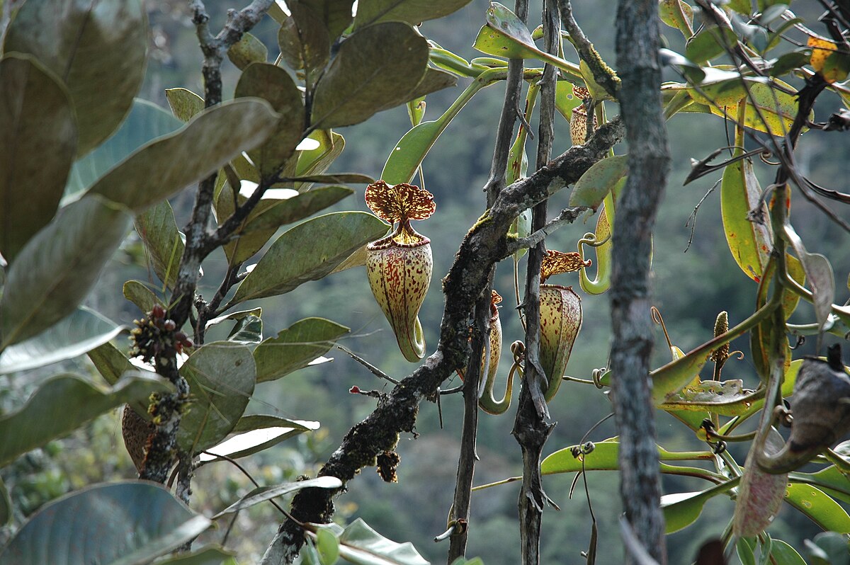 Upper pitchers