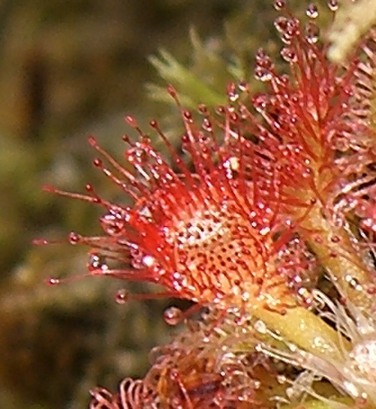 Drosera felix