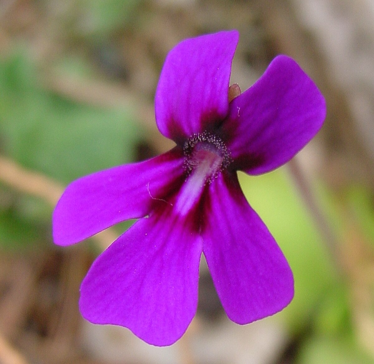 Pinguicula moranensis
