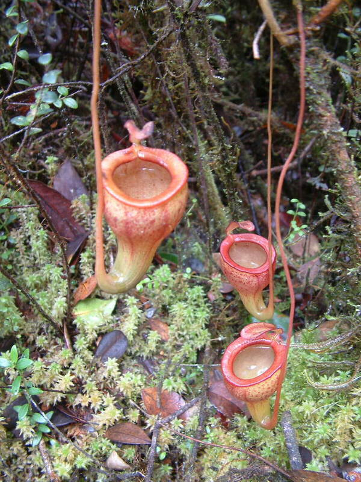 Nepenthes Jamban