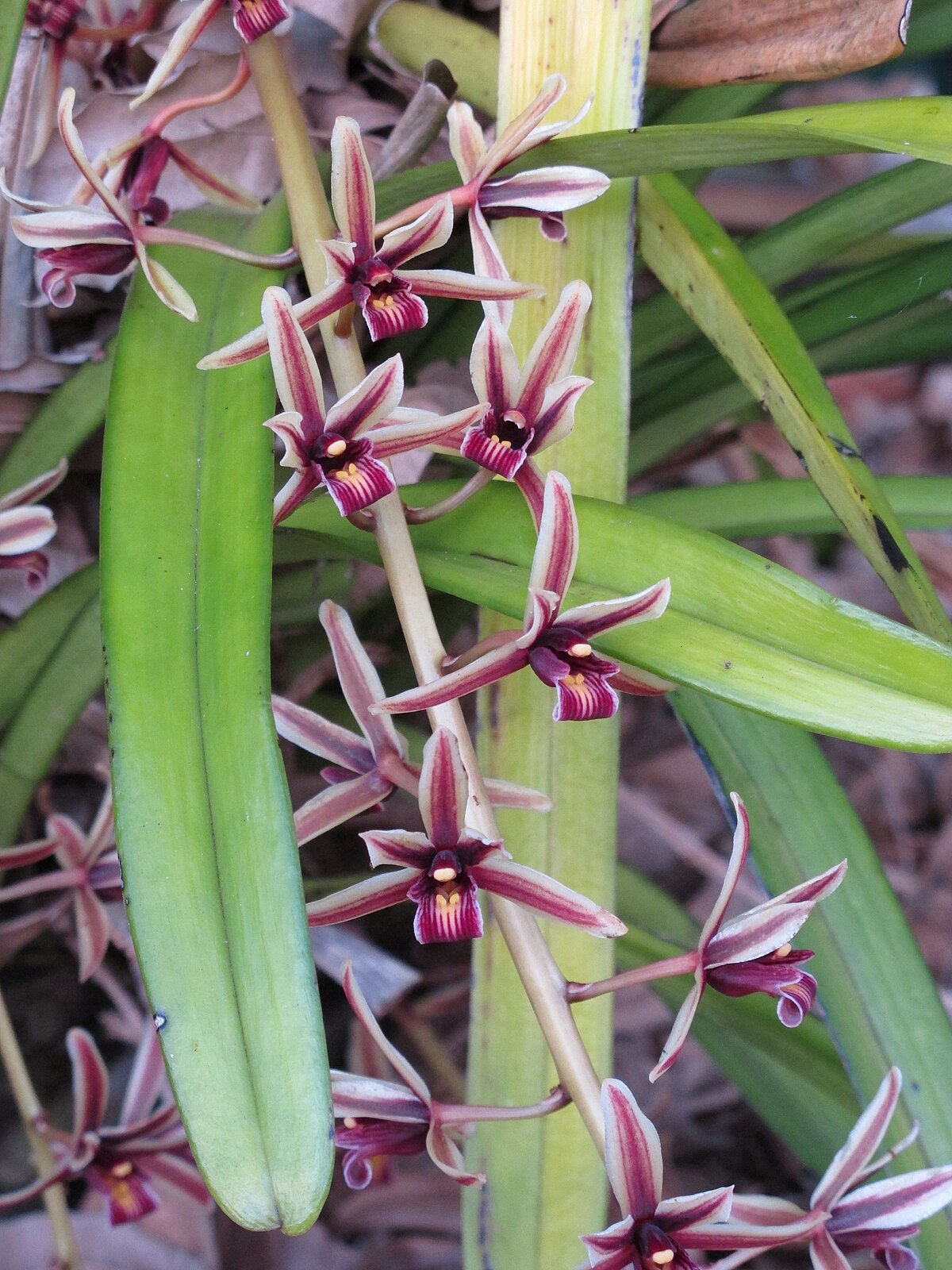 Cymbidium lowianum
