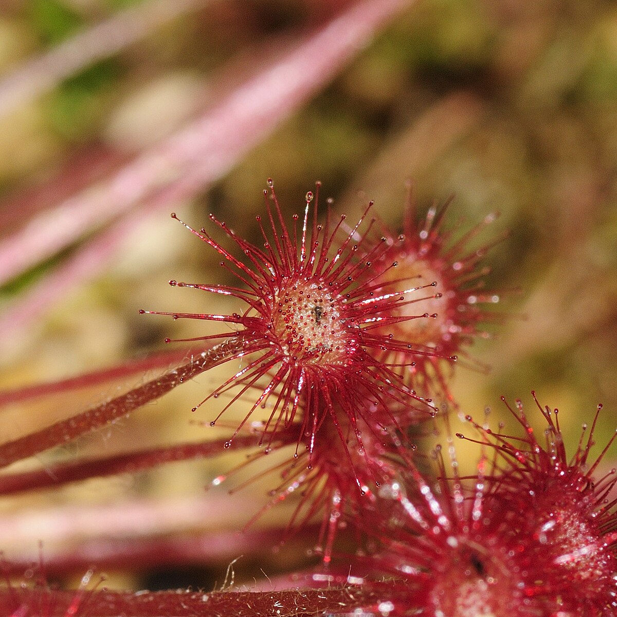 Drosera paradoxa