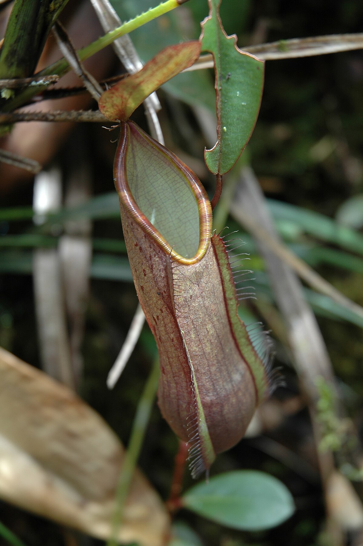 Nepenthes muluensis