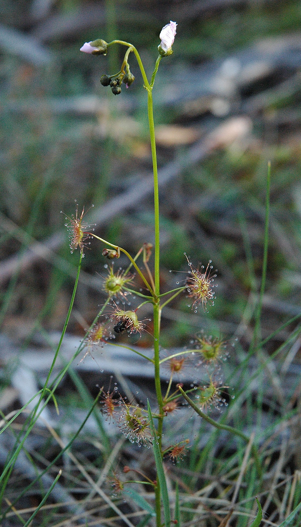 Drosera peltata