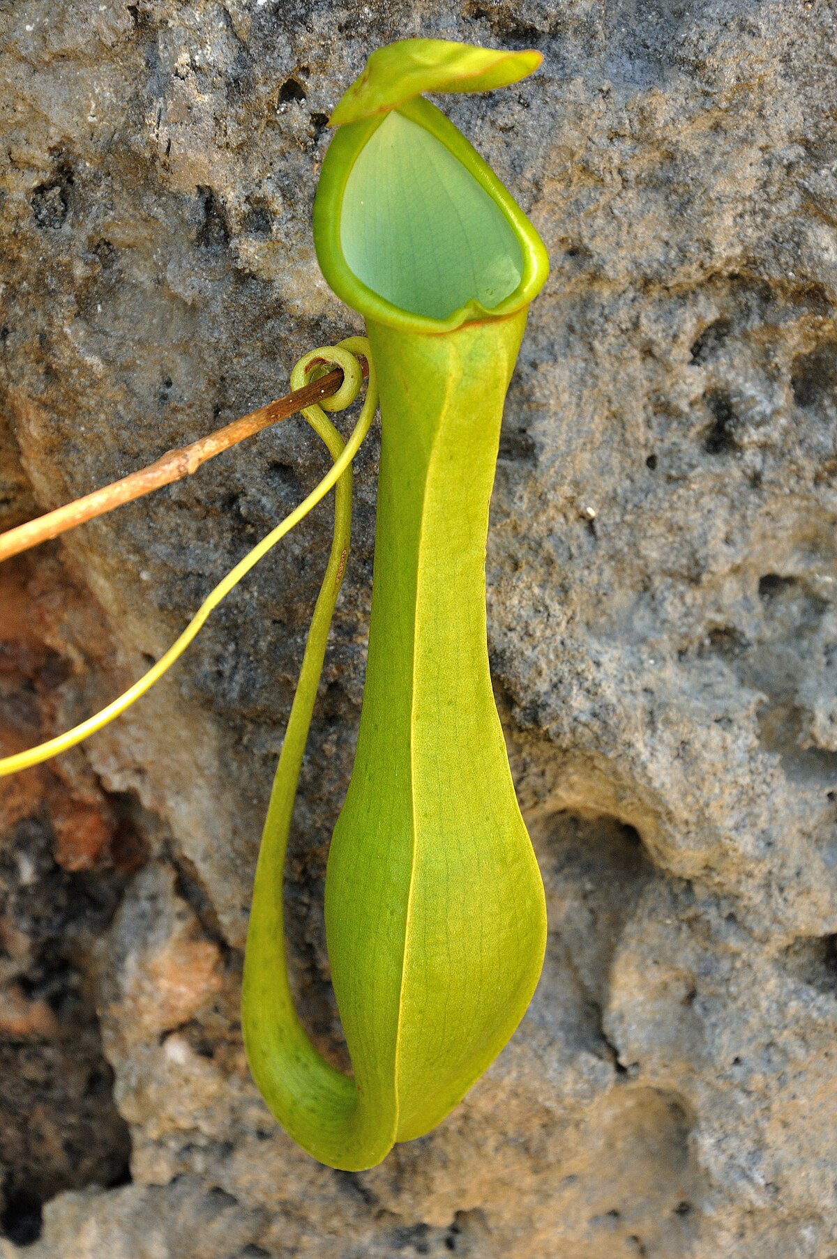 Nepenthes viridis