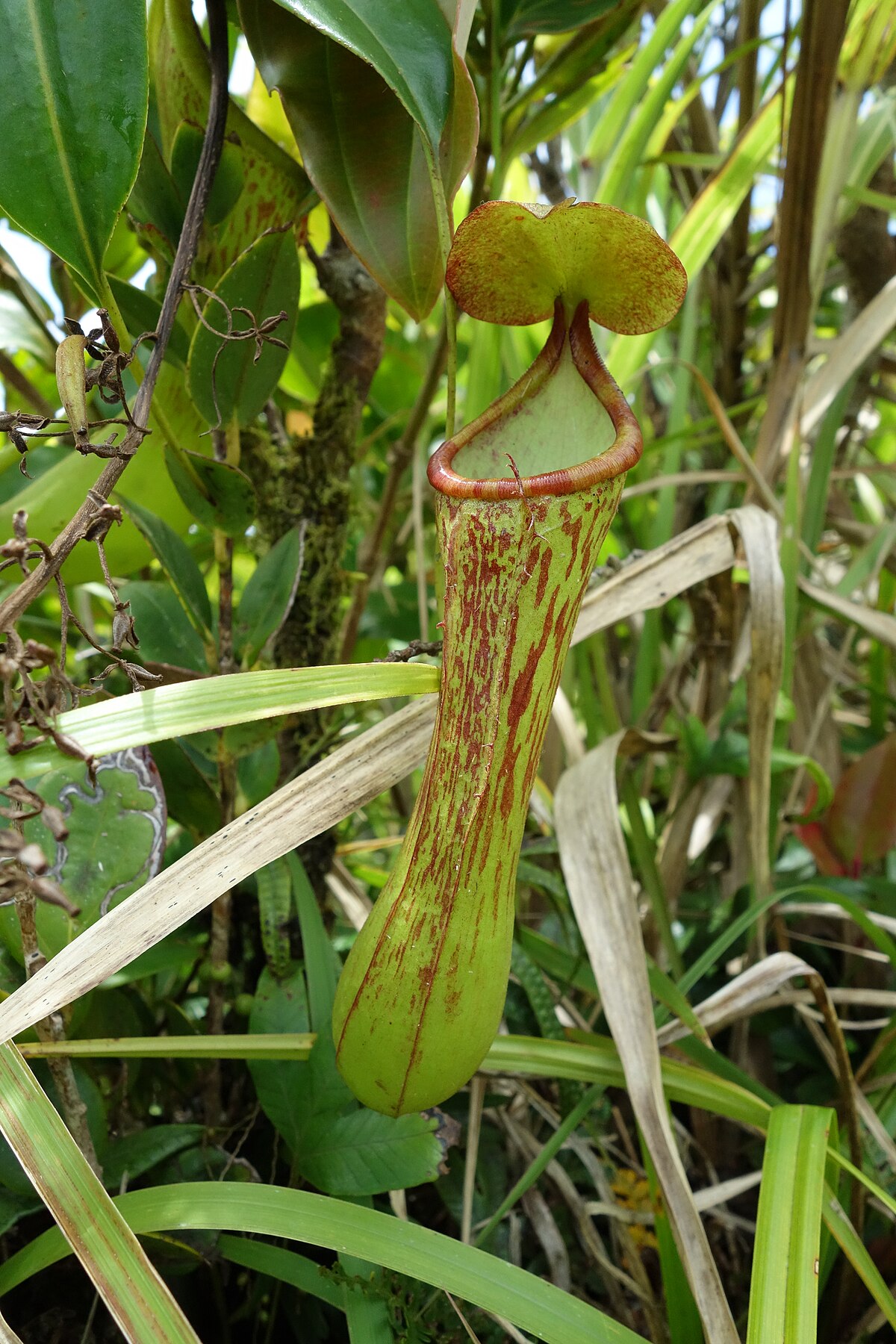 Nepenthes ramos