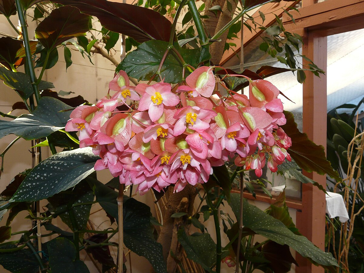 Begonia maculata