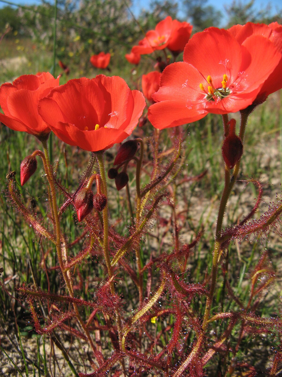 Drosera cistiflora
