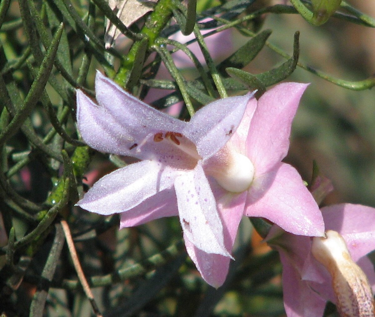 Byblis liniflora