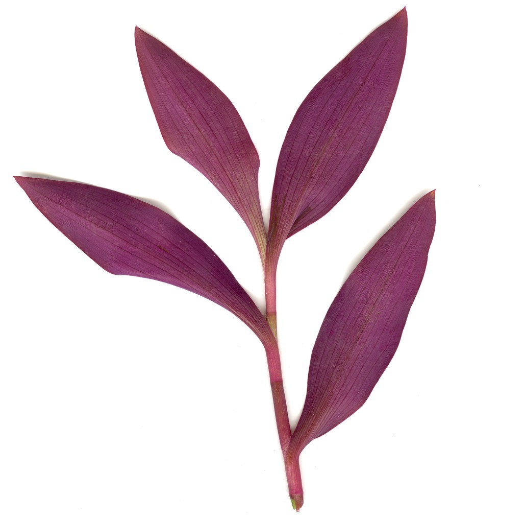 Tradescantia nanouk