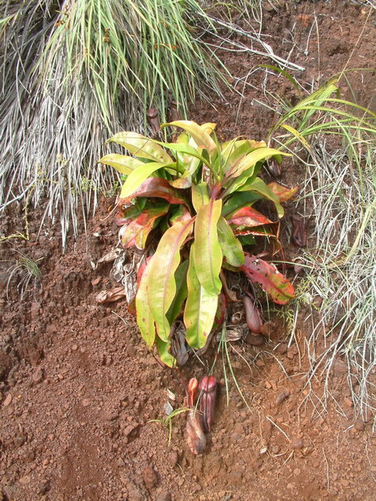 Nepenthes neoguineensis