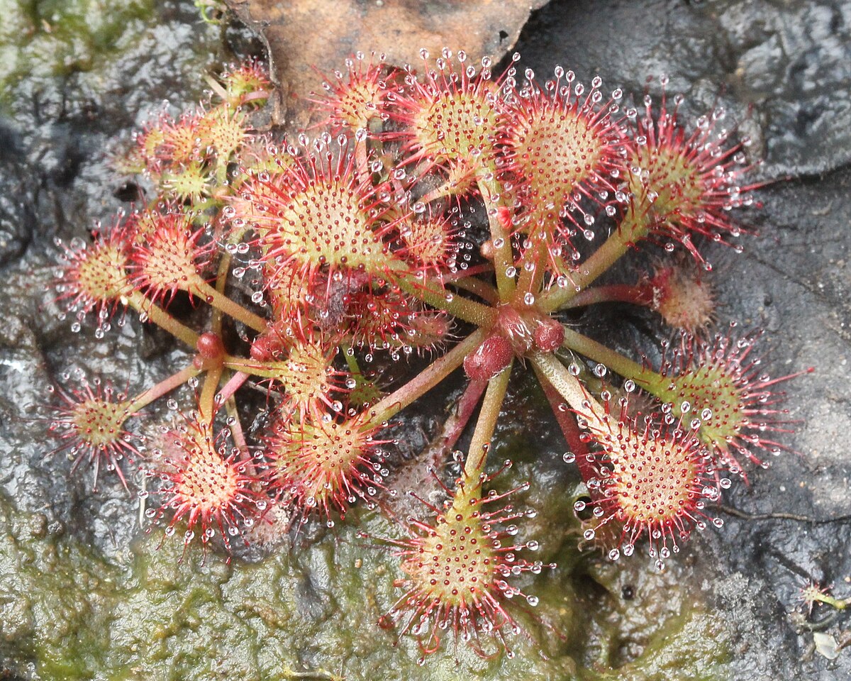 Drosera tokaiensis