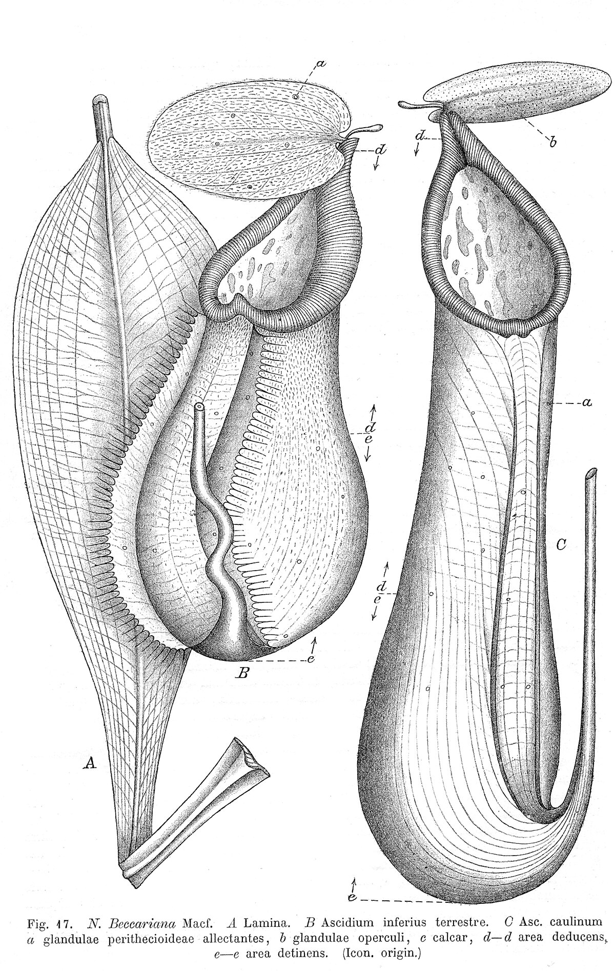 Nepenthes Longifolia