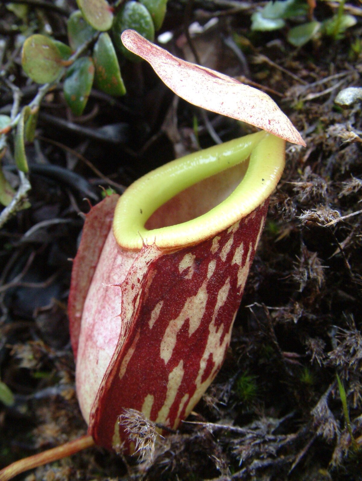 Nepenthes glabrata