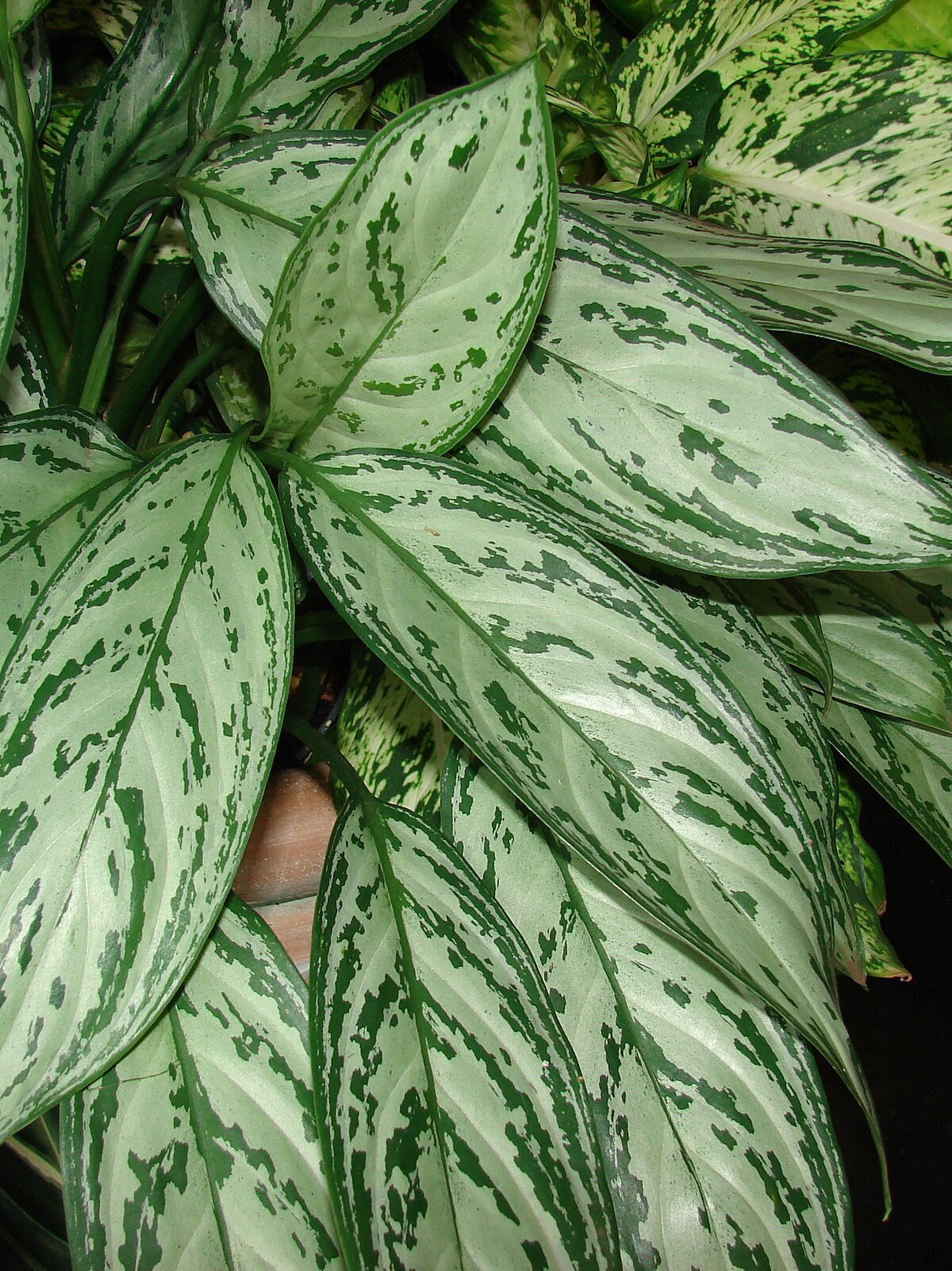 Aglaonema commutatum