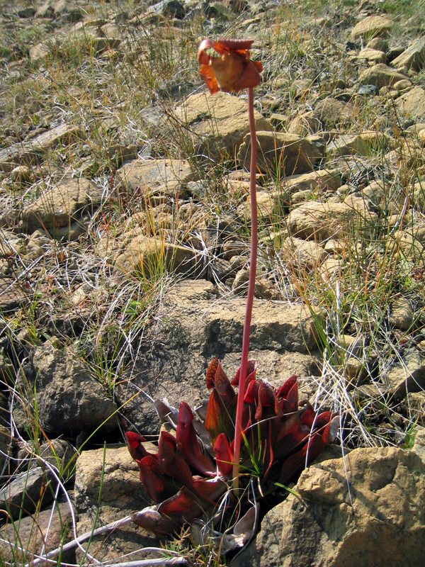 Sarracenia