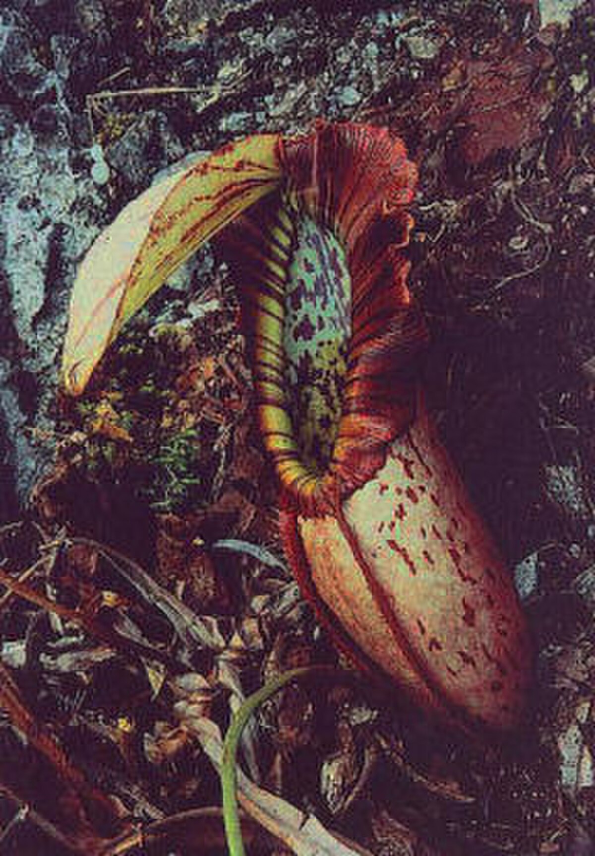 Nepenthes Northiana