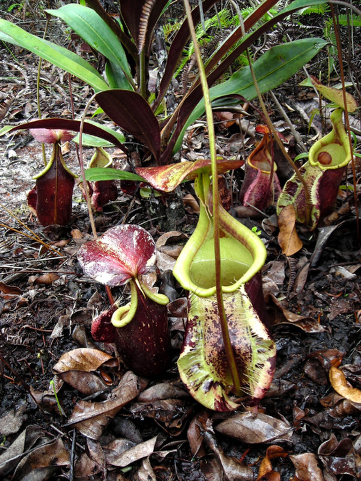 Nepenthes Rafflesiana