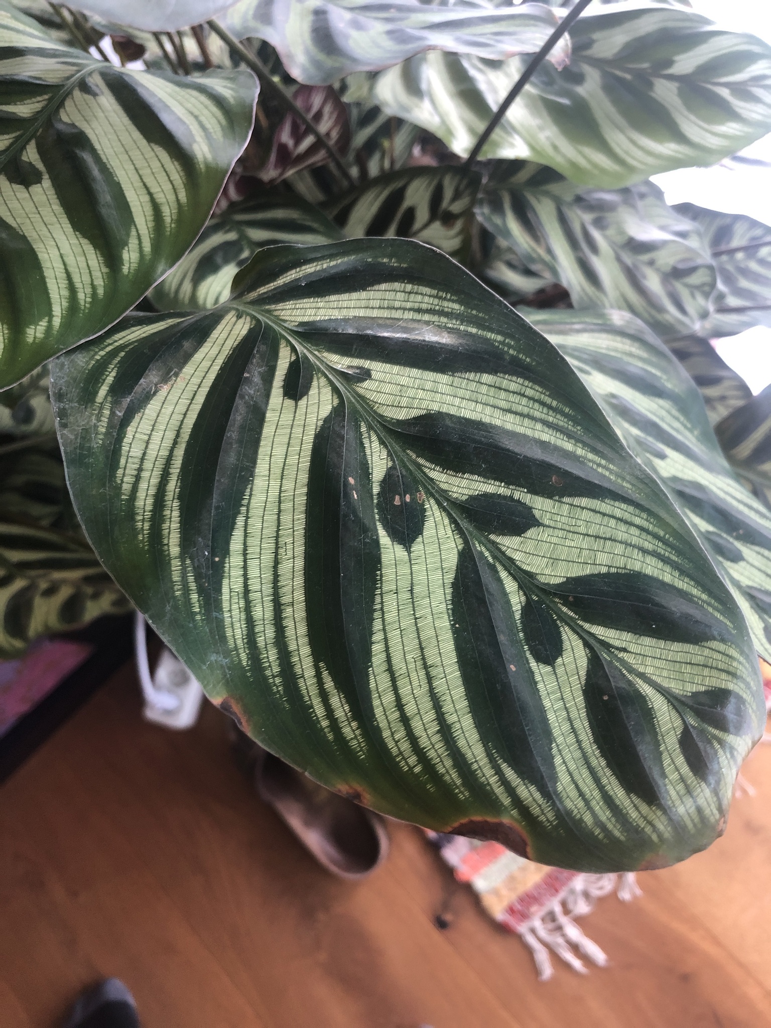 Calathea makoyana