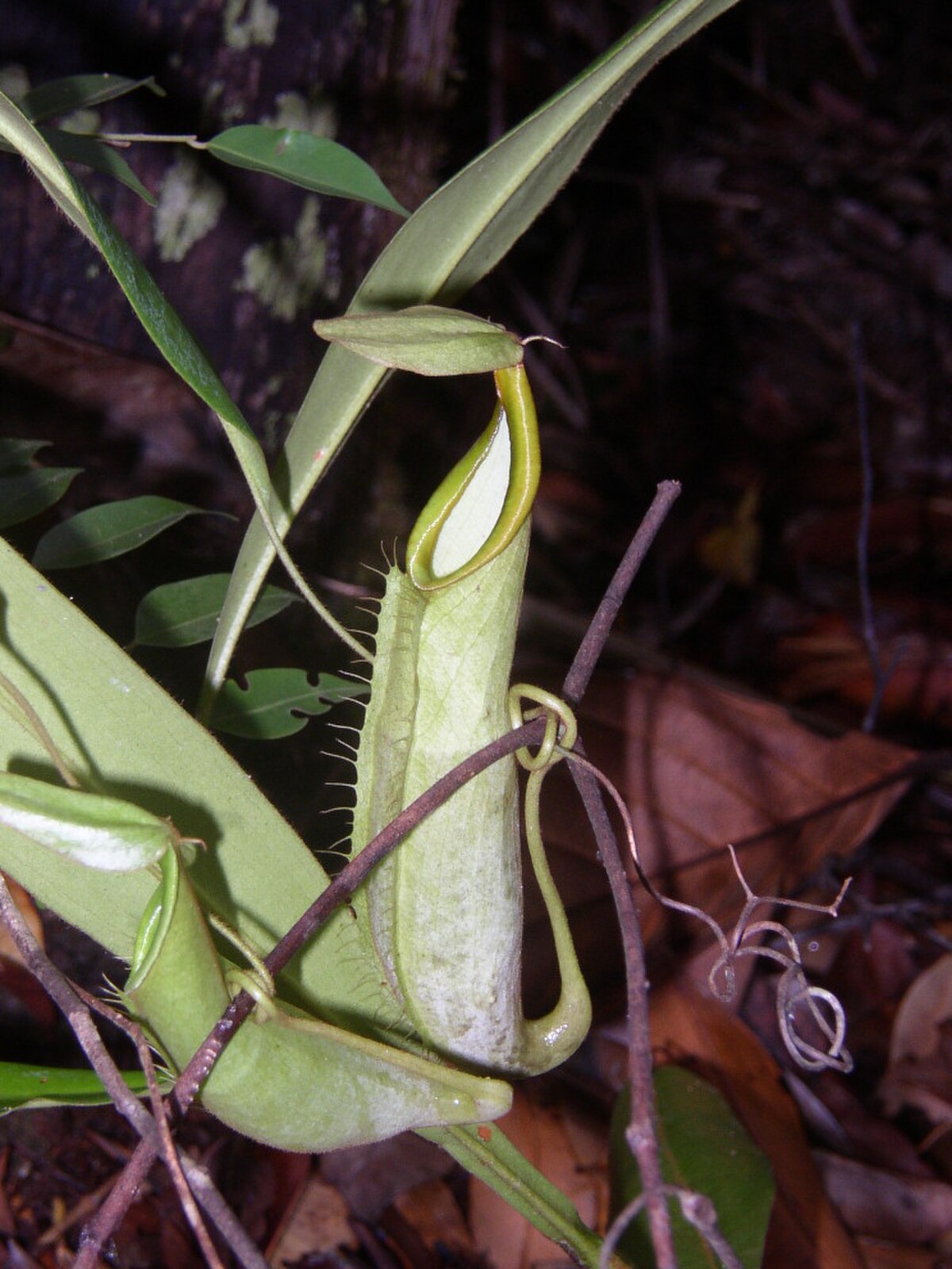 Nepenthes Hirsuta
